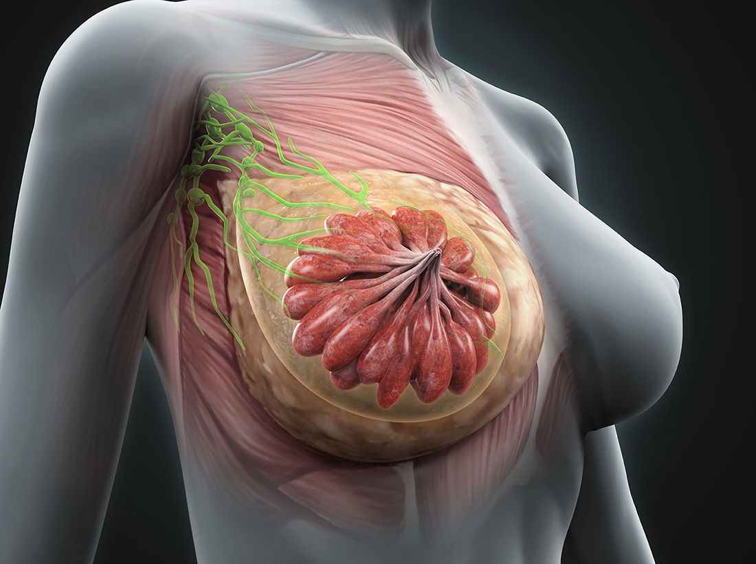 Anatomy of a female breast where breast milk is produced