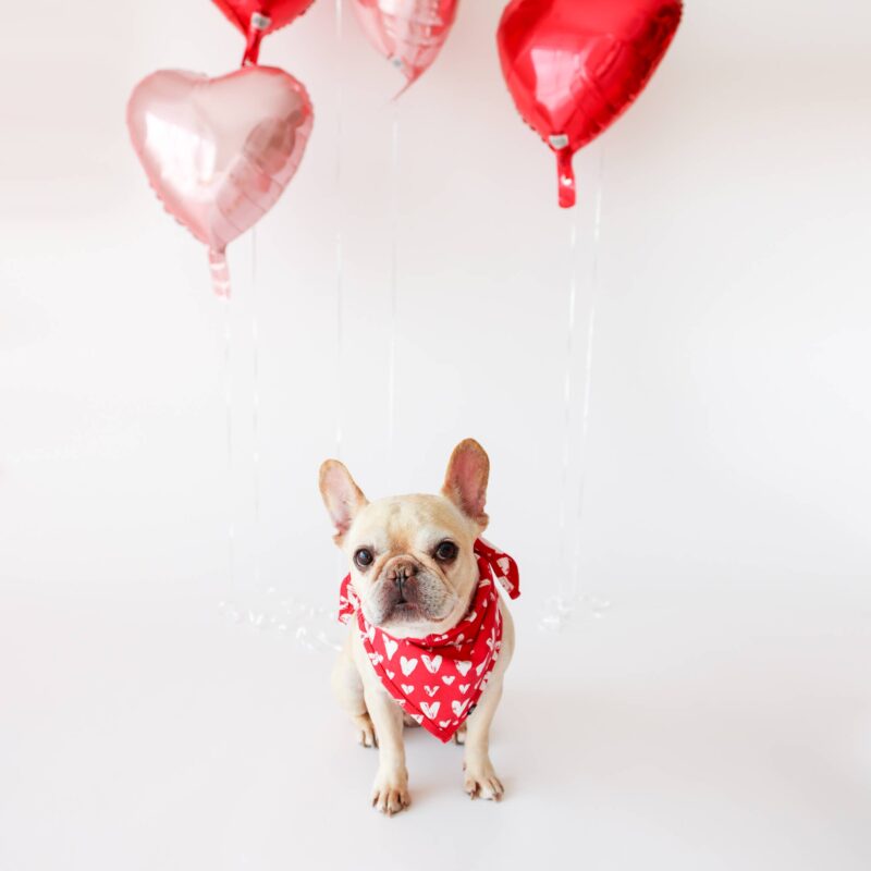 Lola & Taylor Lots of Love Dog Bandana