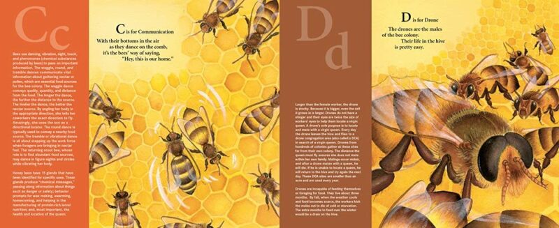 H is for Honey Bee: A Beekeeping Alphabet Hardcover Book made by Sleeping Bear Press