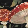 Mushroom Rain Hardcover Book from Sleeping Bear Press