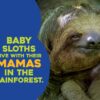 Hello Baby Sloth! Board Book from Sleeping Bear Press
