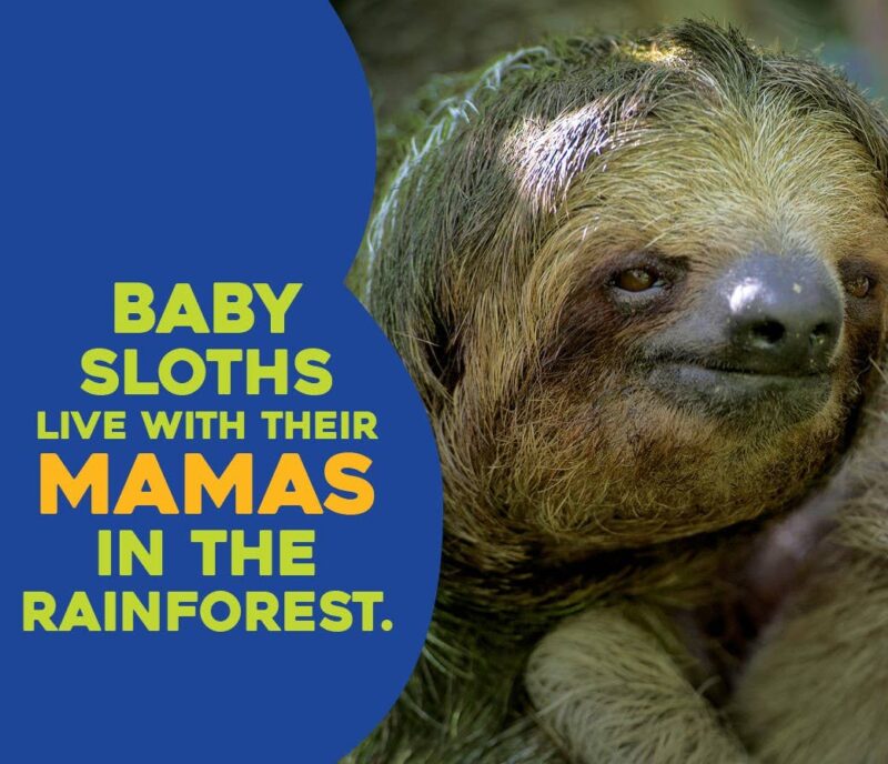 Hello Baby Sloth! Board Book from Sleeping Bear Press