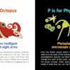 Sourcebooks ABCs of Oceanography Board Book Chidlren's Books