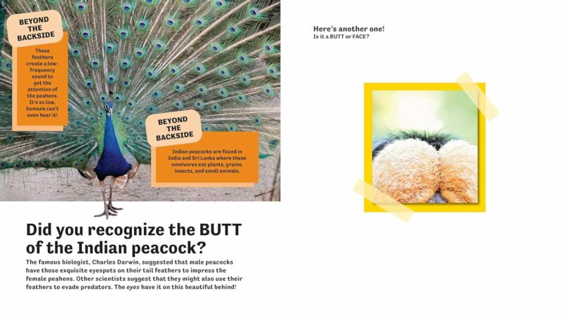 Butt or Face? Revenge Of The Butts from