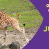 Hello Baby Giraffe Board Book from Sleeping Bear Press