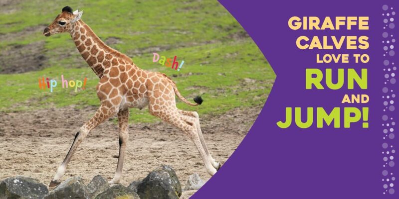 Hello Baby Giraffe Board Book from Sleeping Bear Press
