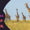 Hello Baby Giraffe Board Book made by Sleeping Bear Press