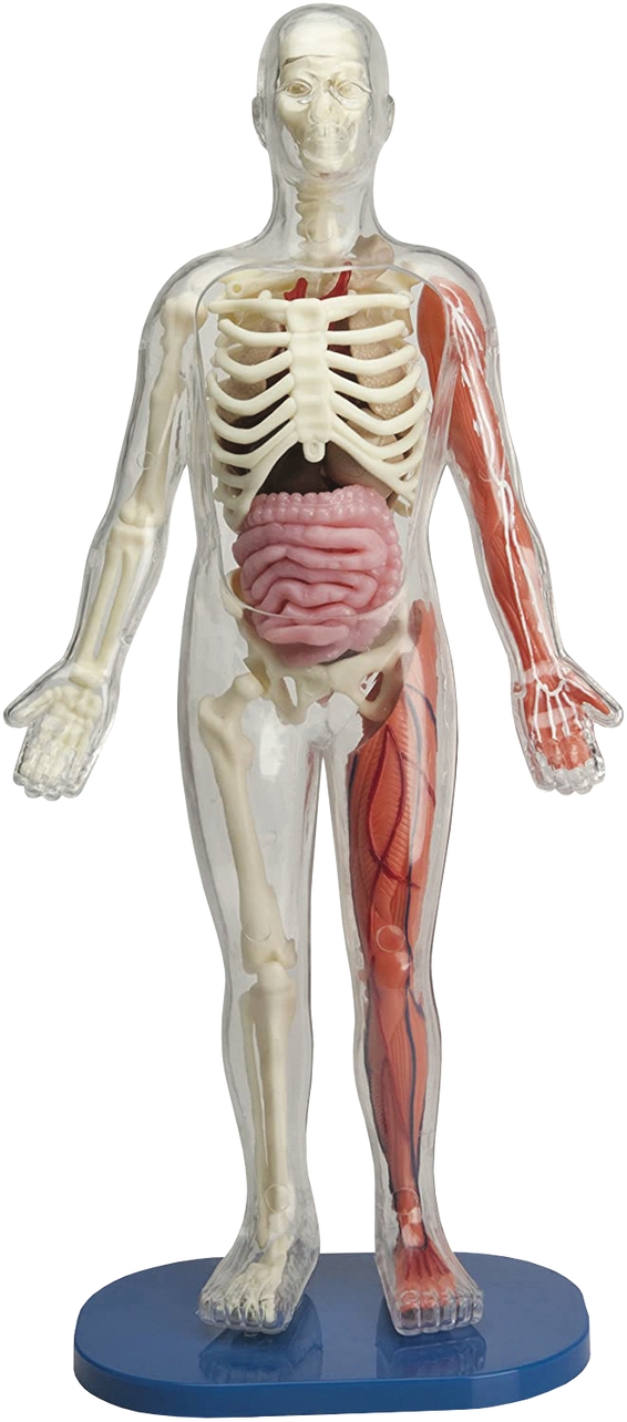 Squishy Human Body made by EDC Publishing