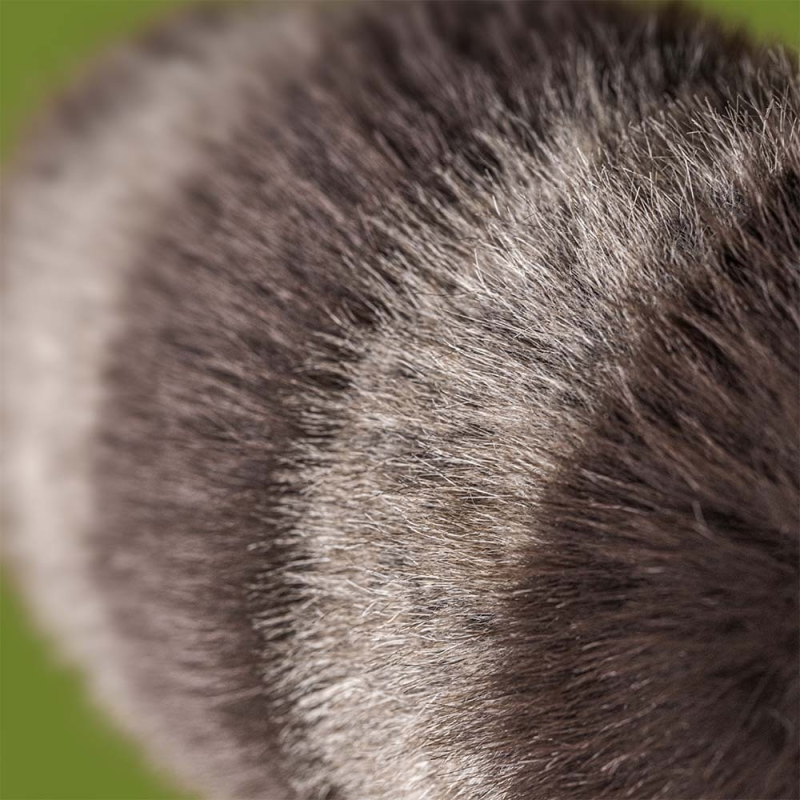 Trixiwoo Raccoon from Jellycat